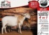 1X MEATMASTER EWE COLLEN BOERDERY - 2