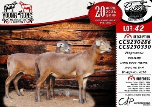 2X MEATMASTER EWE COLLEN BOERDERY