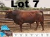 1x BONSMARA BULL MEDUPI BONSMARAS MED 190021