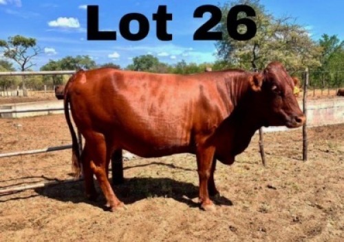 WITHDRAWN -1x BONSMARA PREGNANT COW GREENWAY BONSMARAS GHS 14-013