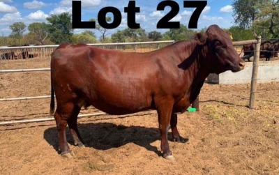 WITHDRAWN -1x BONSMARA PREGNANT COW GREENWAY BONSMARAS GHS 18-089