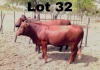 2x BONSMARA PREGNANT HEIFER GREENWAY BONSMARAS GHS 22-007/GHS21-045