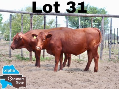 2x BONSMARA PREGNANT HEIFER PC BONSMARAS PCD 22-133/PCD22-131