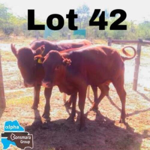 2x BONSMARA OPEN HEIFER GREENWAY BONSMARAS GHS 22-056/GHS22-059