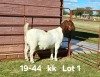 1X BOER GOAT PREGNANT FLOCK ON COLOR DOE AUCAMP BOERDERY