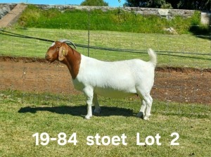 1X BOER GOAT PREGNANT STUD DOE AUCAMP BOERDERY