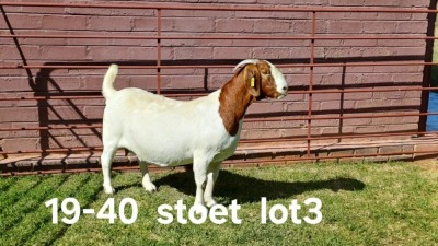 1X BOER GOAT PREGNANT STUD DOE AUCAMP BOERDERY