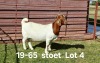 1X BOER GOAT PREGNANT STUD DOE AUCAMP BOERDERY