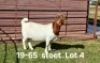 1X BOER GOAT PREGNANT STUD DOE AUCAMP BOERDERY