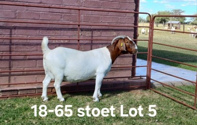 1X BOER GOAT PREGNANT STUD DOE AUCAMP BOERDERY