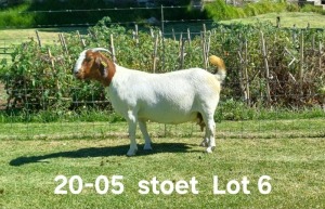 1+1X BOER GOAT PREGNANT STUD DOE AUCAMP BOERDERY