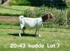 1+2X BOER GOAT FLOCK DOE AUCAMP BOERDERY