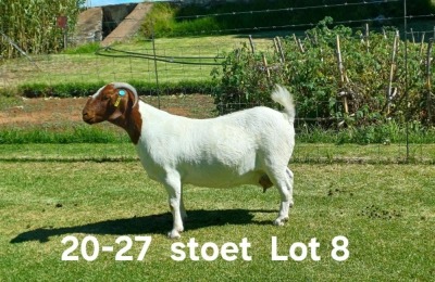 1+1X BOER GOAT STUD DOE AUCAMP BOERDERY