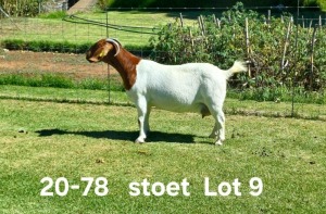 1+2X BOER GOAT STUD DOE AUCAMP BOERDERY