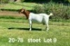 1+2X BOER GOAT STUD DOE AUCAMP BOERDERY