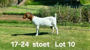 1+2X BOER GOAT STUD DOE AUCAMP BOERDERY