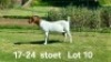 1+2X BOER GOAT STUD DOE AUCAMP BOERDERY
