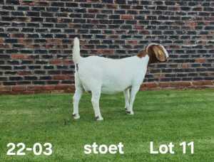 1X BOER GOAT PREGNANT STUD DOE AUCAMP BOERDERY