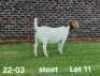 1X BOER GOAT PREGNANT STUD DOE AUCAMP BOERDERY