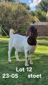 1X BOER GOAT PREGNANT STUD DOE AUCAMP BOERDERY