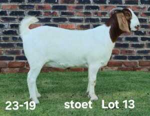 1X BOER GOAT PREGNANT STUD DOE AUCAMP BOERDERY