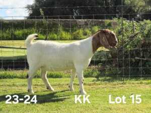 1X BOER GOAT PREGNANT FLOCK ON COLOR DOE AUCAMP BOERDERY