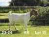 1X BOER GOAT PREGNANT FLOCK ON COLOR DOE AUCAMP BOERDERY