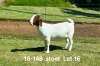 1X BOER GOAT STUD DOE AUCAMP BOERDERY