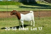 1X BOER GOAT STUD DOE AUCAMP BOERDERY