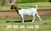 1X BOER GOAT FLOCK ON COLOR DOE AUCAMP BOERDERY