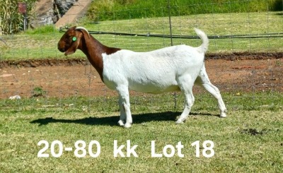 1X BOER GOAT FLOCK ON COLOR DOE AUCAMP BOERDERY