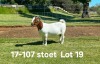 1X BOER GOAT PREGNANT STUD DOE AUCAMP BOERDERY