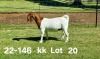 1X BOER GOAT PREGNANT FLOCK ON COLOR DOE AUCAMP BOERDERY