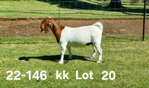 1X BOER GOAT PREGNANT FLOCK ON COLOR DOE AUCAMP BOERDERY