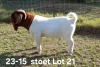 1X BOER GOAT STUD BUCK AUCAMP BOERDERY