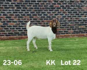 1X BOER GOAT PREGNANT FLOCK ON COLOR DOE AUCAMP BOERDERY