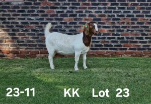 1X BOER GOAT PREGNANT FLOCK ON COLOR DOE AUCAMP BOERDERY