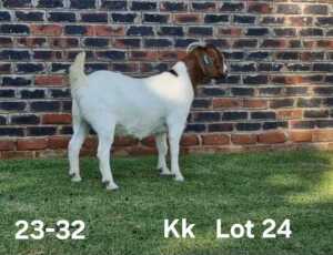 1X BOER GOAT PREGNANT FLOCK DOE AUCAMP BOERDERY