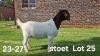 1X BOER GOAT PREGNANT STUD DOE AUCAMP BOERDERY