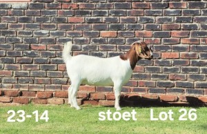 1X BOER GOAT PREGNANT STUD DOE AUCAMP BOERDERY