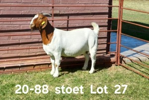 1X BOER GOAT STUD DOE AUCAMP BOERDERY