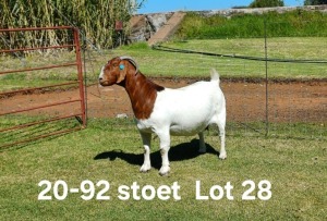 1X BOER GOAT PREGNANT STUD DOE AUCAMP BOERDERY