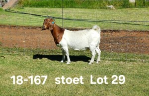 1X BOER GOAT PREGNANT STUD DOE AUCAMP BOERDERY