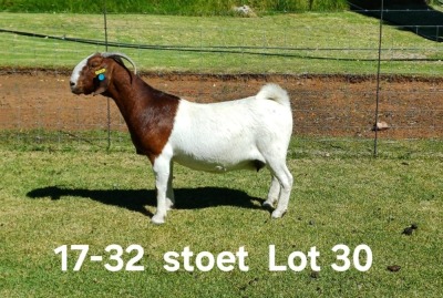 1X BOER GOAT STUD DOE AUCAMP BOERDERY