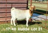 1X BOER GOAT PREGNANT FLOCK DOE AUCAMP BOERDERY