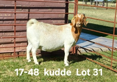 1X BOER GOAT PREGNANT FLOCK DOE AUCAMP BOERDERY