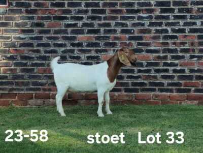 1X BOER GOAT PREGNANT STUD DOE AUCAMP BOERDERY