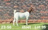 1X BOER GOAT PREGNANT STUD DOE AUCAMP BOERDERY