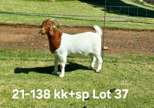 1X BOER GOAT PREGNANT FLOCK ON COLOR/TEAT DOE AUCAMP BOERDERY