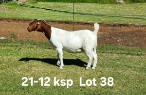 1X BOER GOAT FLOCK ON TEAT DOE AUCAMP BOERDERY